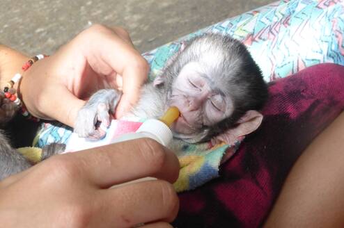 Monkey Rehabilitation